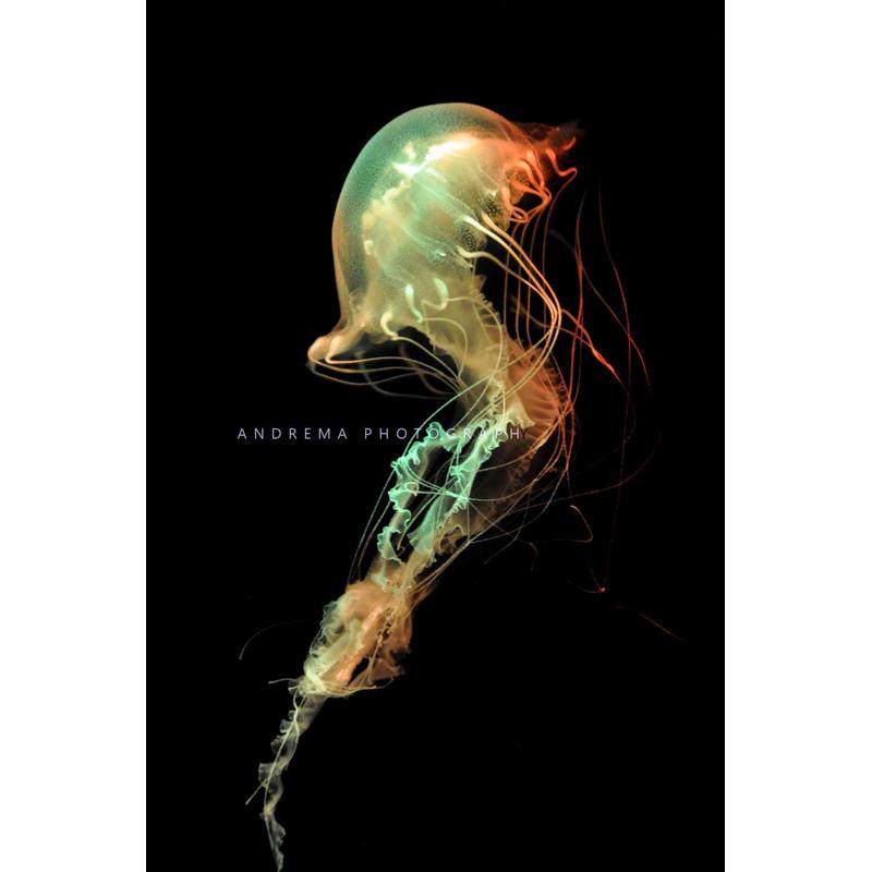 大西洋海刺水母耐高温水母18-32度都活耐活水母好养水母宠物水母,宠物/宠物食品及用品,其它水族宠物,淘宝优惠券,粉丝福利购,淘宝优惠卷