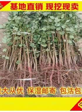 山杏苗嫁接杏树占木苗桃树实生苗山桃苗占地苗嫁接桃树占木苗包邮