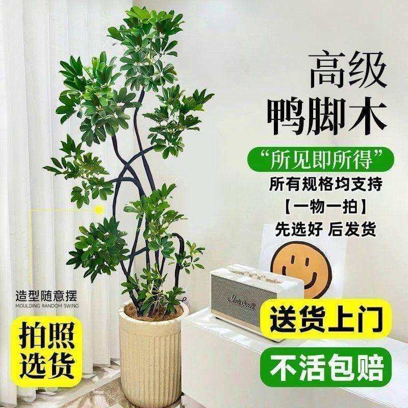 造型鸭脚木大盆栽鸭掌木鹅掌柴室内绿植大型四季常青落地真花