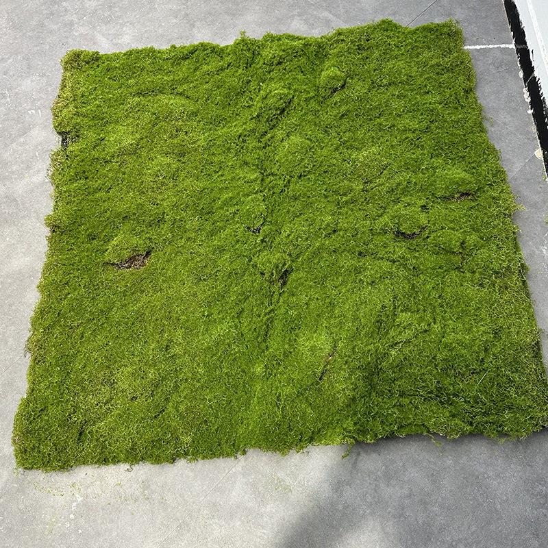 仿真苔藓 假青苔背景植物墙装饰绿植微景观植绒草皮绿色 仿真青苔