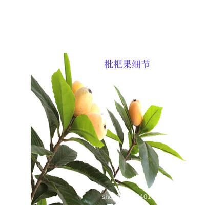 仿真植物10号迷小盆栽枇杷叶树摄背你景XRS-202叶子地盆影景落客