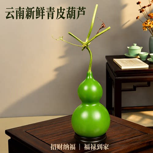 云南新鲜带藤蔓青皮葫芦福禄果观赏摆件招财纳福吉祥如意居家办公