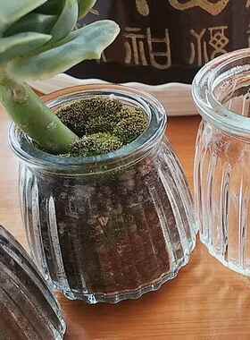 小号多肉花瓶透明玻璃仙人球花盆迷你肉肉种植花盆家用简约小花盆