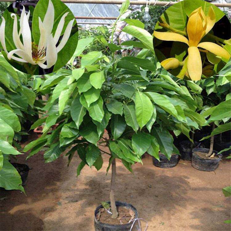 白兰花树苗嫁接白玉兰黄桷兰黄兰盆栽地栽浓香花卉白兰花苗