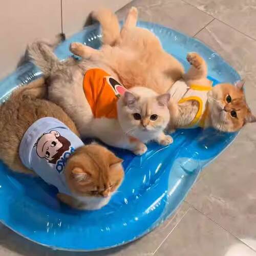 猫咪水床宠物冰垫子夏天降温神器猫垫子耐抓清凉垫猫窝狗窝凉感垫
