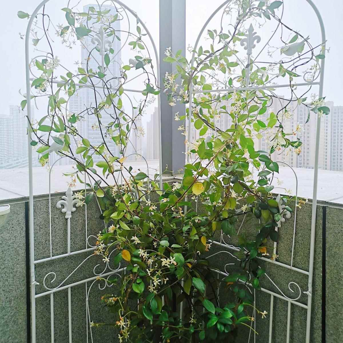 绿子花架月季爬藤架蟹爪兰植物户外屏风网格多层园萝艺铁艺LBK花
