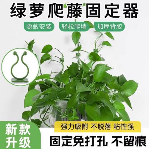 Green ivy wall mount clips for climbing plants, wall-climbin