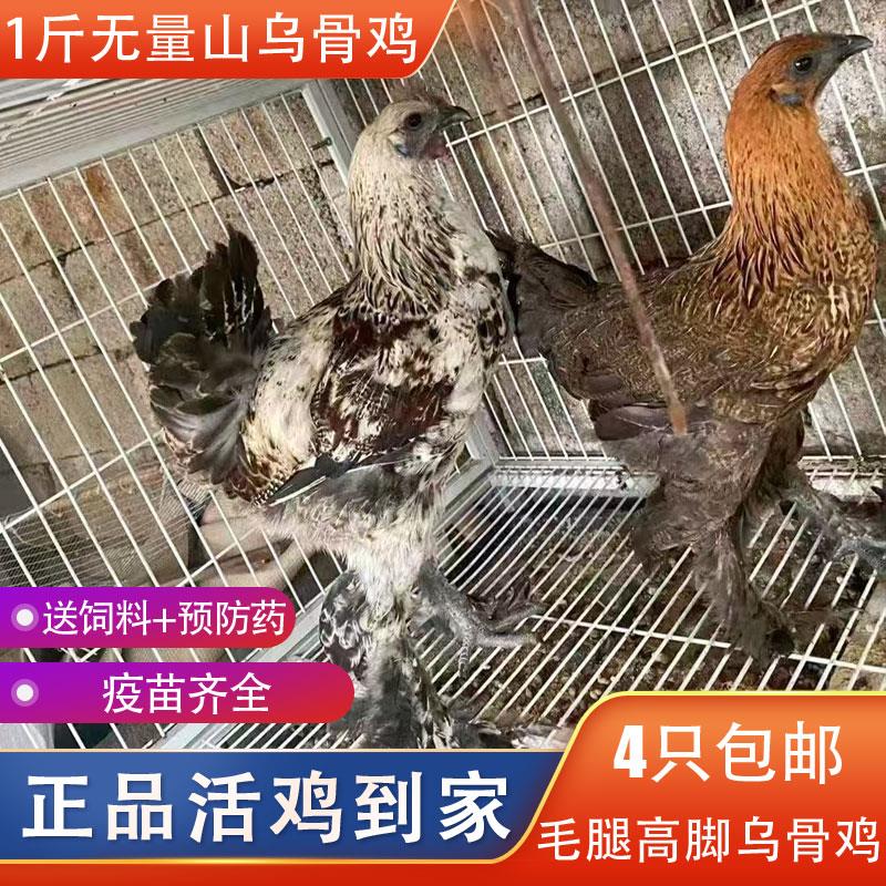 一斤无量山鸡活鸡包活到家正宗高脚毛脚鸡乌骨鸡云南宠物鸡散养