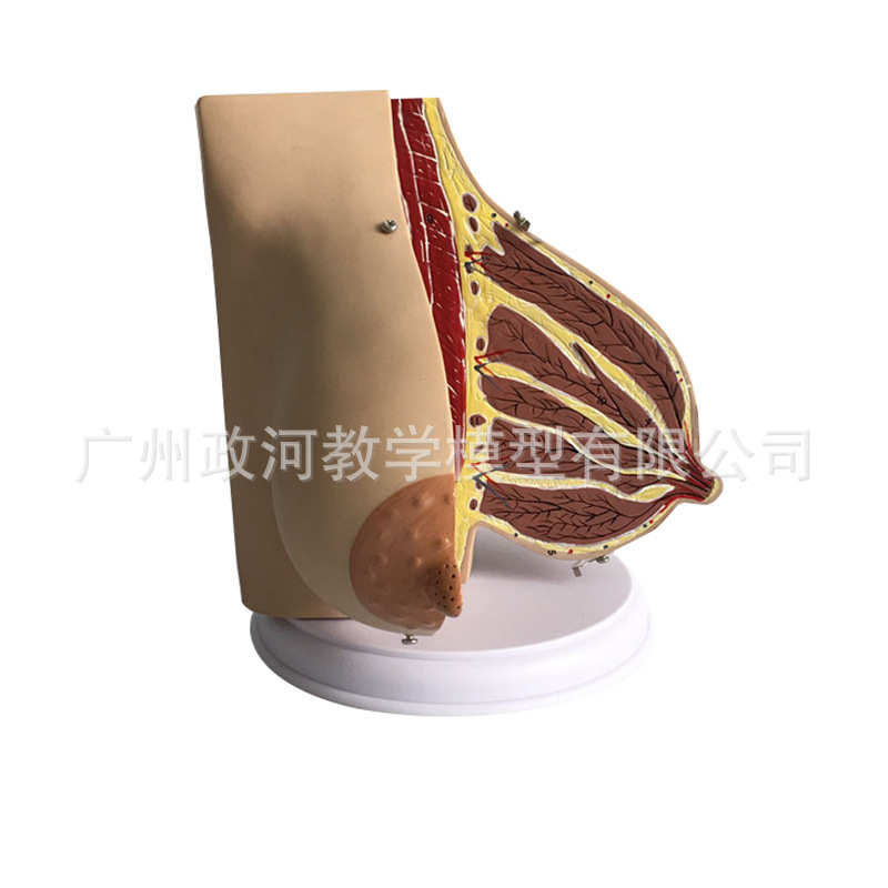 哺乳期女性乳房解剖模型人体胸部乳房解剖结构妇科示教教学标本