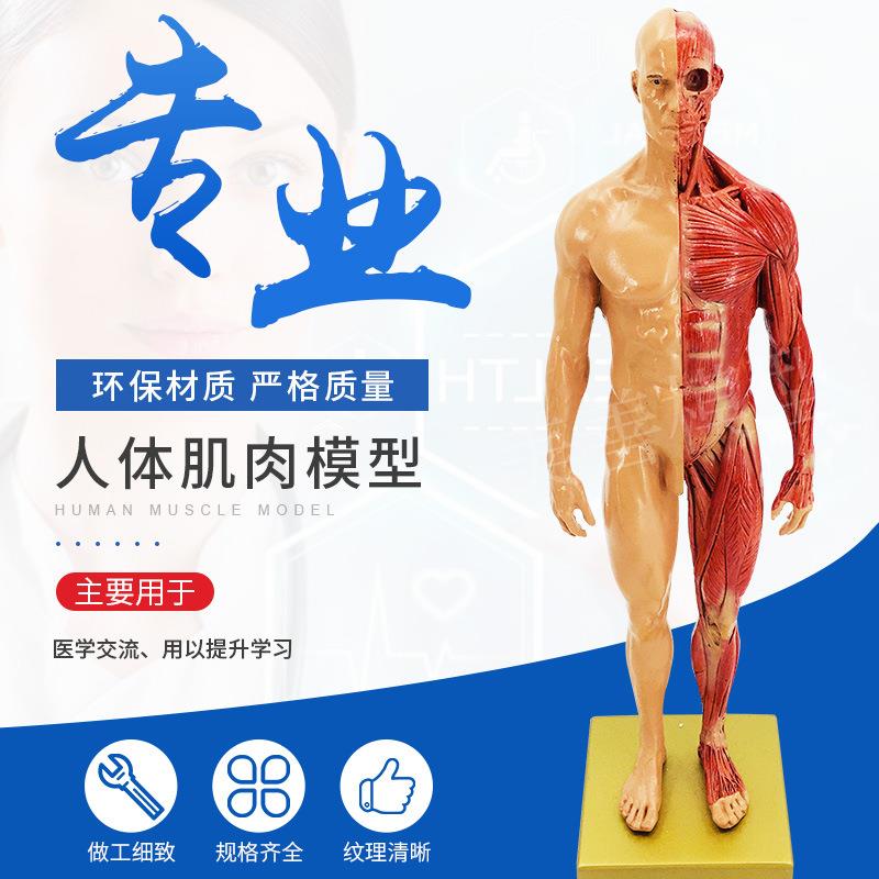 30cm绘画参考头骨模型肌肉色艺用人体肌肉骨骼解剖结构美术速写