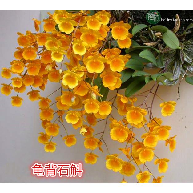 石斛兰黄花石斛龟背石斛矮石斛洋兰吊兰石斛兰花卉绿植物包邮