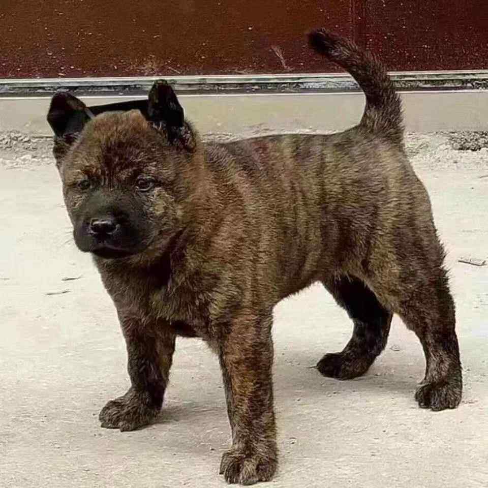 虎斑幼犬广西土猎犬活体中华田园犬家养宠物狗活物大头虎头犬幼狗