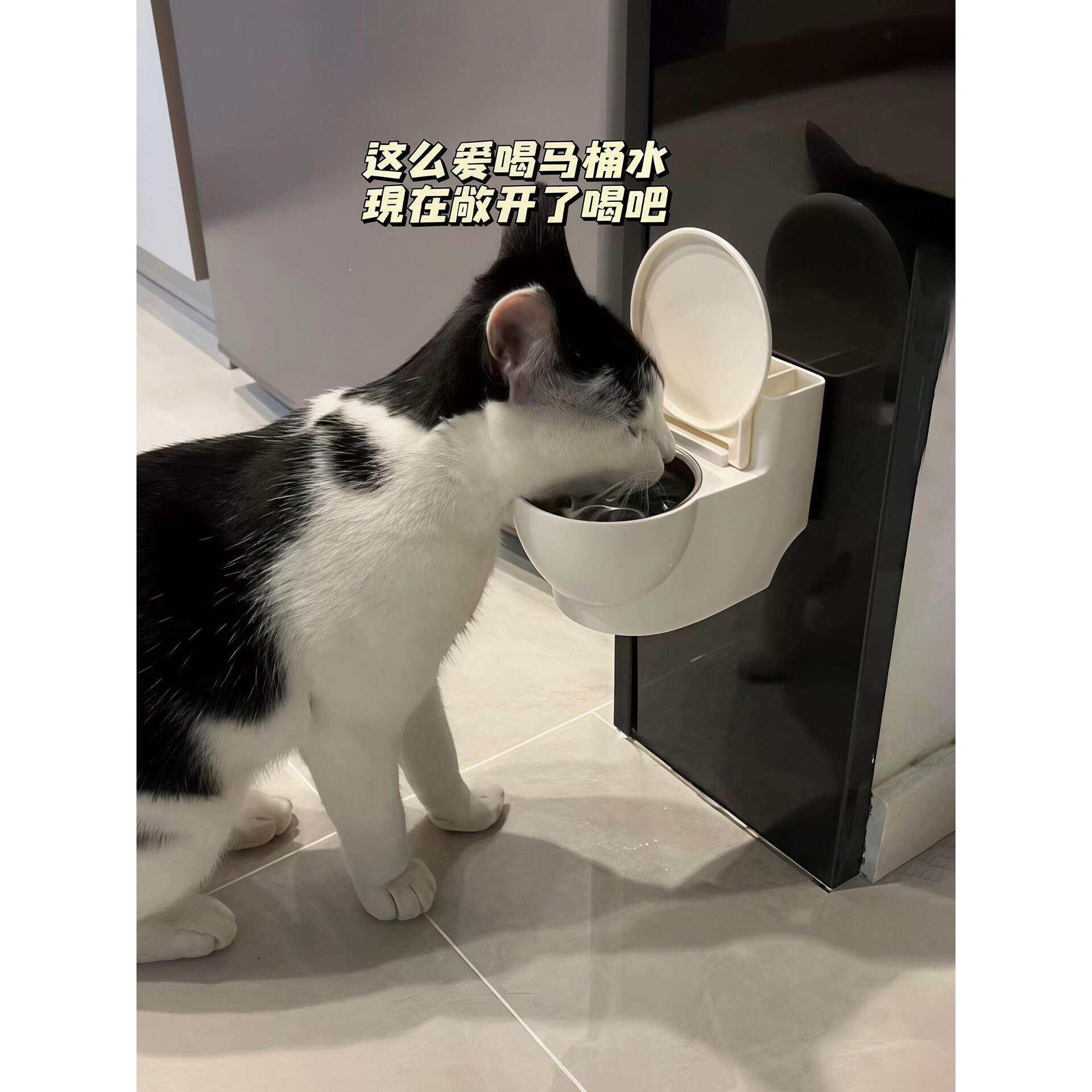 创意马桶猫咪水碗悬挂式防打翻护颈骗水神器猫猫宠物专用2025新款