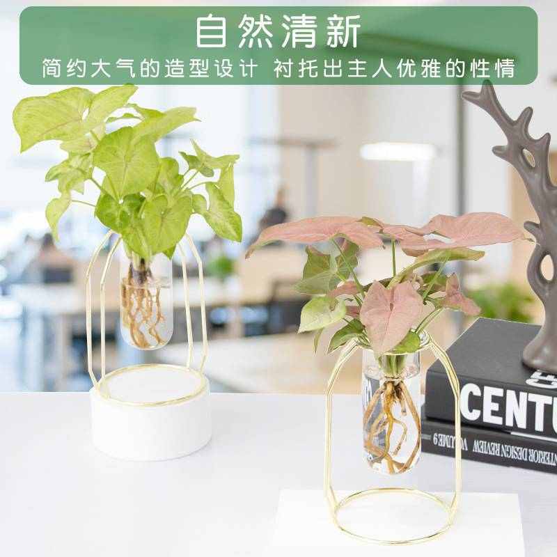 花盆容器文竹绿萝水培植物盆栽办公室内水养绿植桌面四季好养盆景