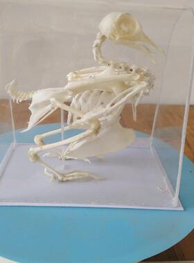 鸽子骨骼标本，鸽子骨架生物标本中学生实验教具，对外加工