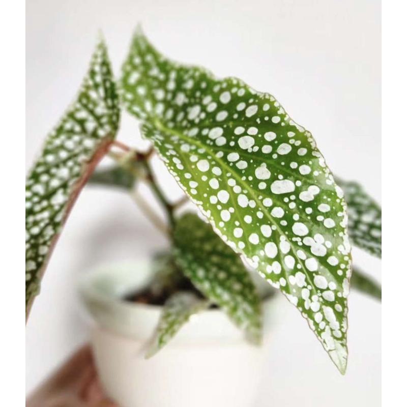 植红书房 秋海棠绿植物客厅秋海棠冰阳台网室内 白