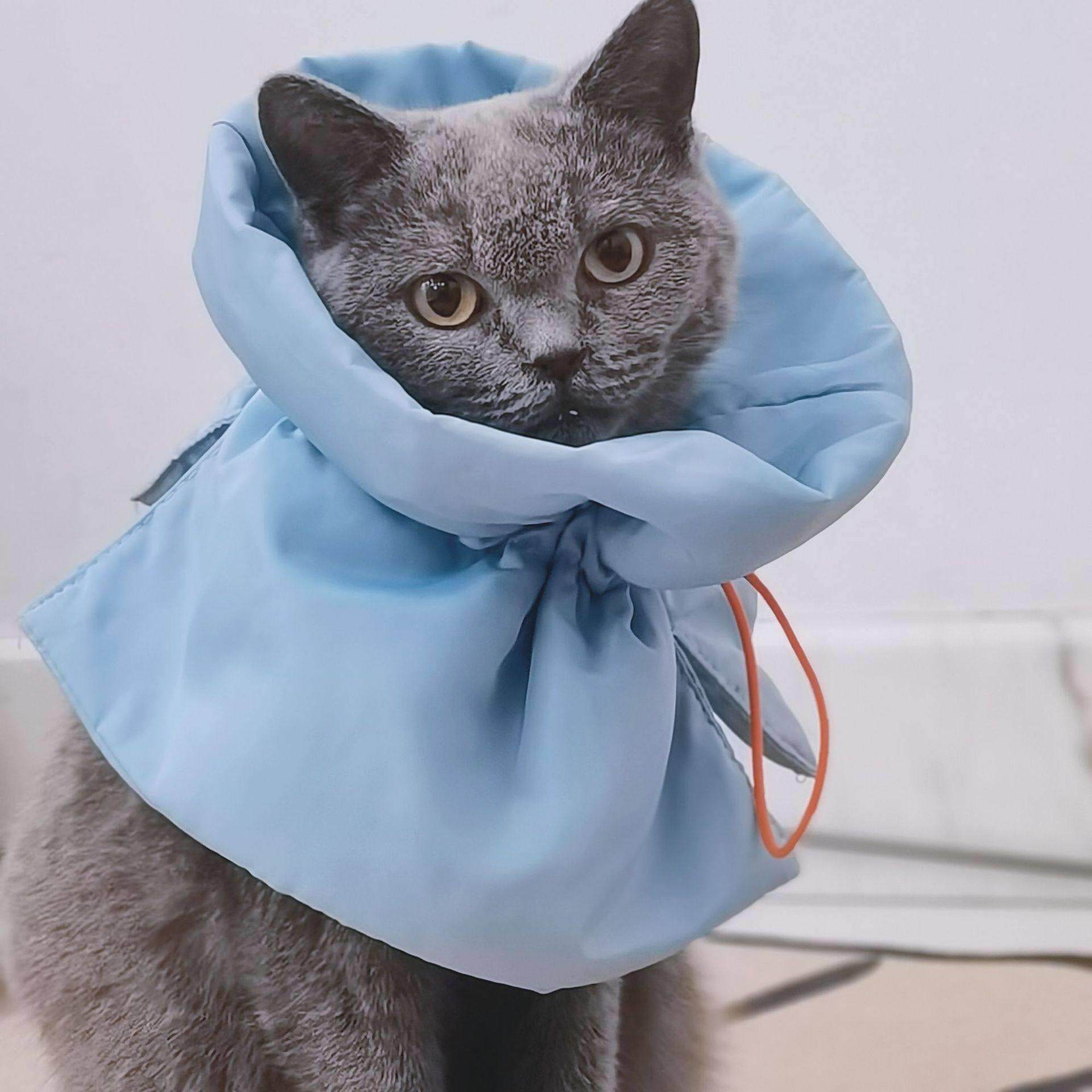 伊丽莎白猫咪圈圈猫绝育项圈防舔除跳蚤英短脖圈颈圈头套狗宠物用