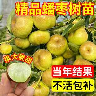 枣树活苗蟠枣树果苗特大冬枣超甜带土球嫁接苗南北方耐寒种植果树