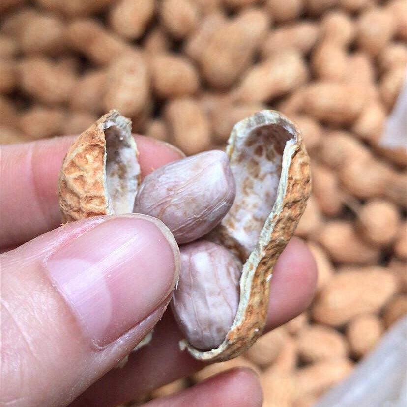 包邮 新货福清高山白晒花生原味农家水煮晒干 干福建特产干 干货