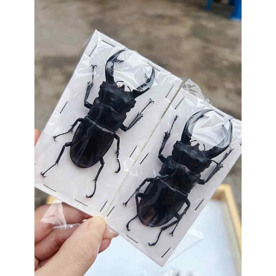 黑叉角锹形虫标本真甲虫大角型昆虫干 干制品科谱教育独角仙装饰,宠物/宠物食品及用品,特色爬宠/鸣虫,淘宝优惠券,粉丝福利购,淘宝优惠卷
