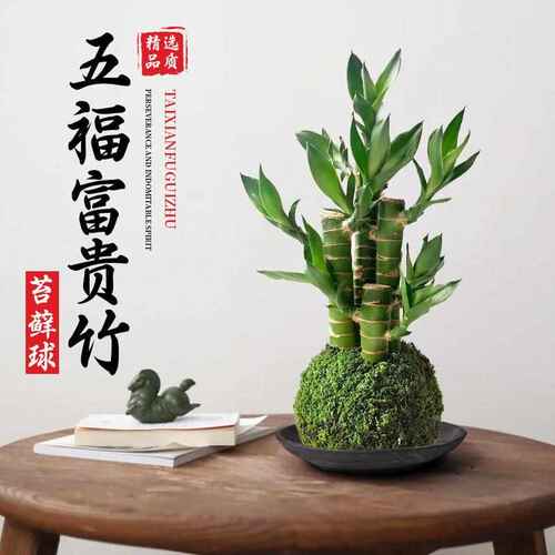 苔藓球富贵竹水培植物文昌竹小盆栽办公室茶几桌面绿植懒人好养活