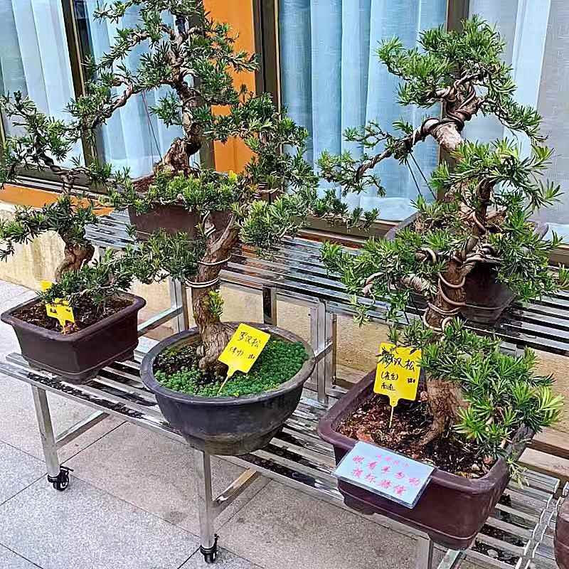 不锈加花盆钢架P1004215阳台花架阶宽梯式多层多景肉花架子简约室