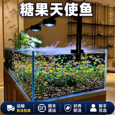 天使鱼荧光热带鱼观赏鱼小型鱼群游好养耐活活体鱼苗包活包损顺丰