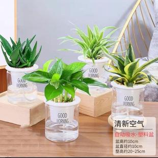 绿萝栀子花发财树富贵竹室内桌面花卉植物除甲醛水培好养盆栽