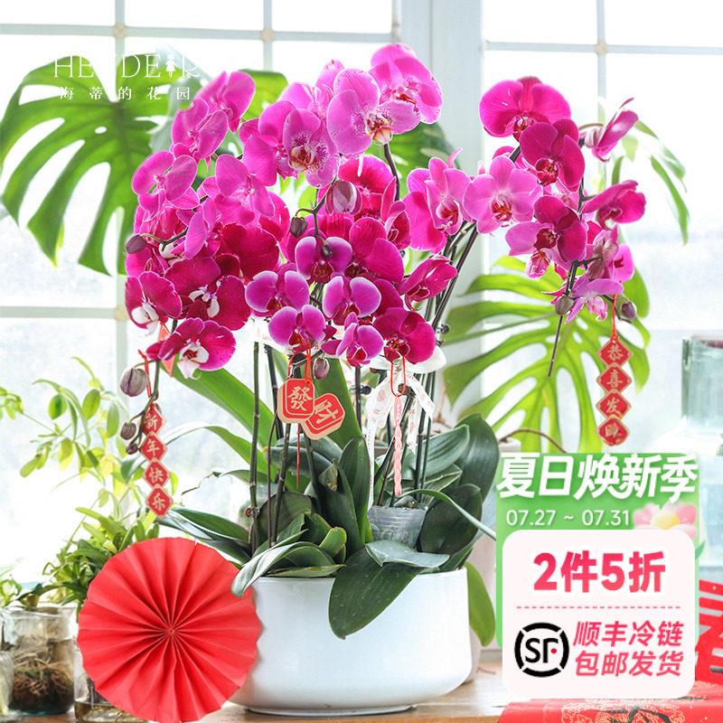 海蒂的花园蝴蝶兰盆栽带花苞宝贝兰花秋花苗冬室内年宵开花植物
