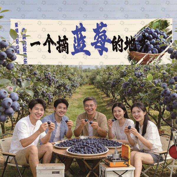 定制蓝莓采摘园横幅挂布条幅氛围布水果采摘园横幅各种采摘园挂布