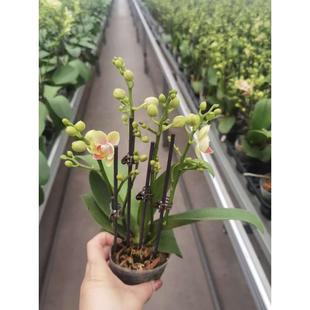 多花剑蝴蝶兰