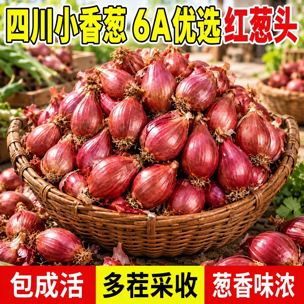 6A优选红葱头四川小香葱种子四季当季多茬采收菜苗种苗秧苗包成活