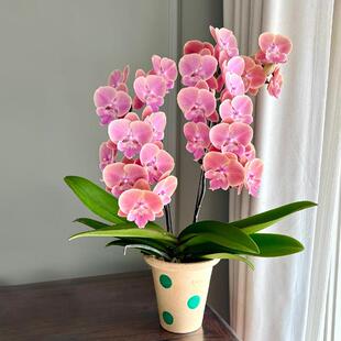 橘粉色蝴蝶兰花苗唯美复古稀有色系中大花带花苞四季好养室内花卉