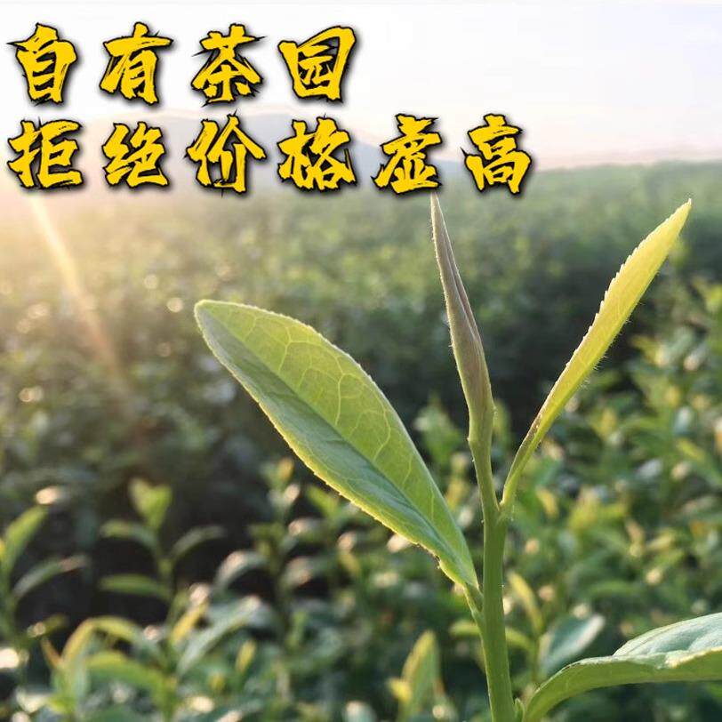 新茶宜兴毛尖绿茶明前炒青春茶茶叶浓香型袋装散装500g包邮毛尖茶