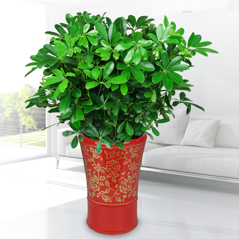 武汉绿植同城 鸭脚木盆栽植物 鸭掌木招财树公司前台客厅室内绿植