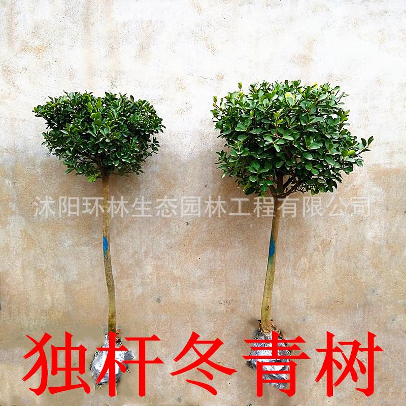 冬青树独杆黄杨四季常青南北方庭院种植5-10公分高杆大叶冬青