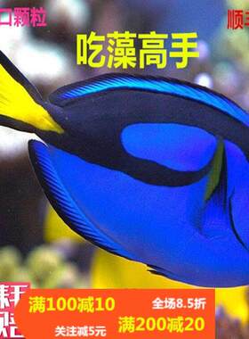 蓝吊粉蓝七彩吊篮海水鱼天狗吊海水观赏鱼金毛观赏鱼活体小丑鱼活