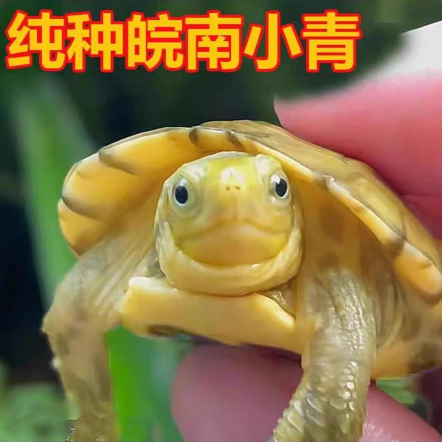 小青龟黄喉拟水龟三黄皖南小青龟北石北种石金钱龟小乌龟活物
