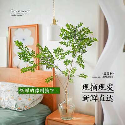 美男树水培植物室内好养秋冬马醉木吊钟鲜切枝高端无土纯水培绿植