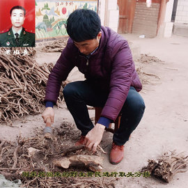 岷县特产黄芪野生黄氏特级原条搭配当归党参北芪500g克原产地