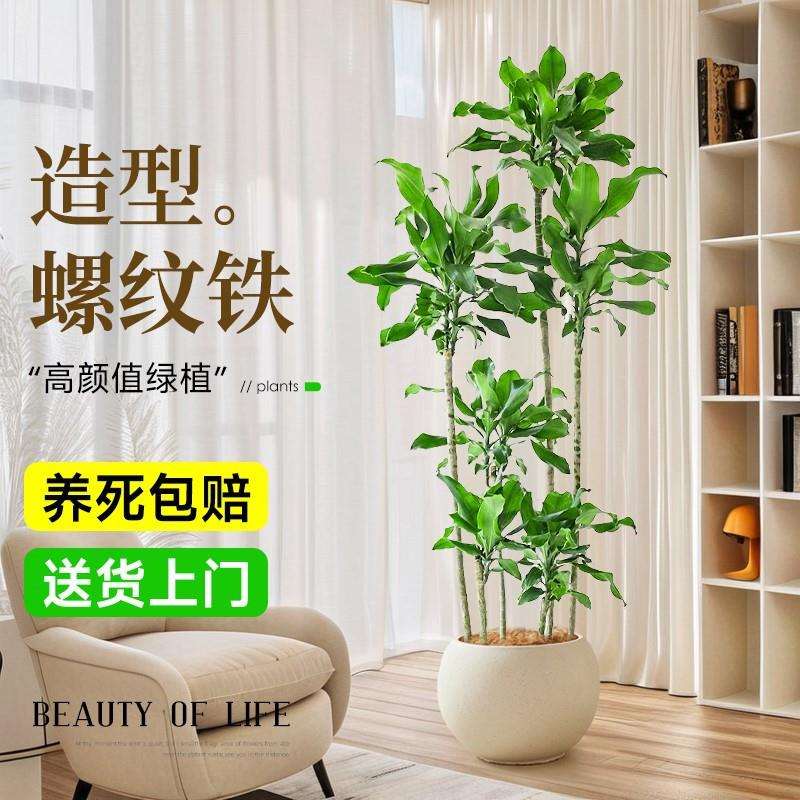 螺纹铁植物盆栽室内客厅办公室龙血树大型绿植四季好养落地真花