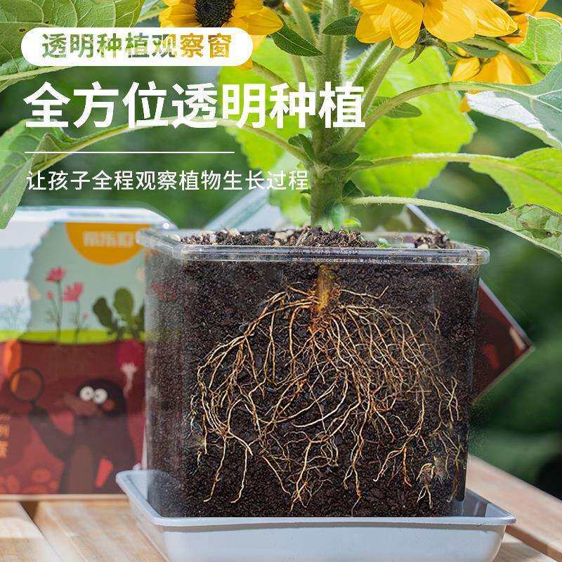 学生儿童种植小盆栽迷你绿植幼儿园科学实验观察植物套装四季播种