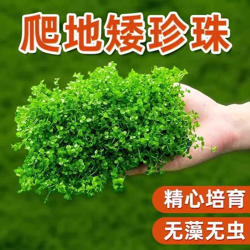 前景草爬地矮珍珠鱼缸水草植物真草活净水阴性草新手天湖荽坨草发