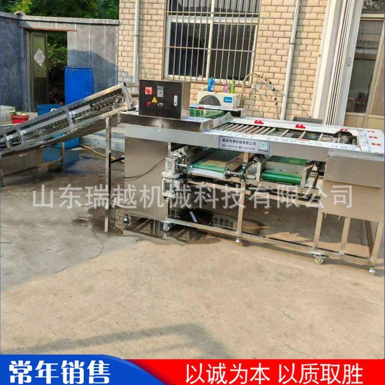 大型果蔬分大小筛选机工业地瓜滚杠式筛选机不锈钢百香果选果机
