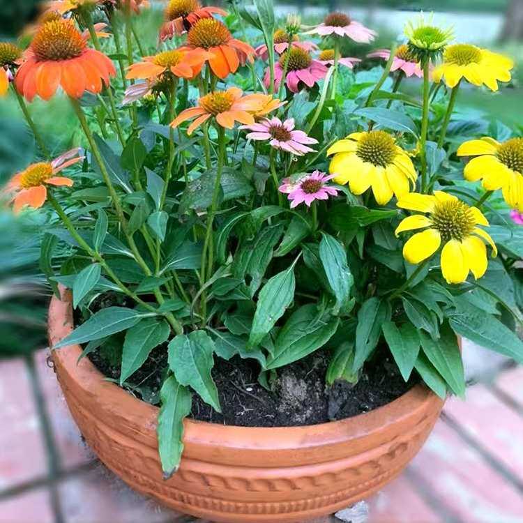 大口径红陶花盆吸水透气素烧陶瓷花盆园艺无孔养鱼陶瓷盆庭院装饰