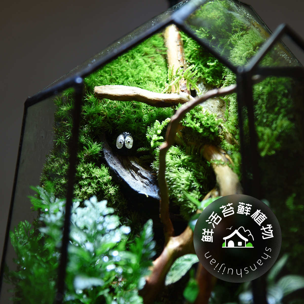 苔藓微景观雨林生态瓶缸青苔室内绿植创意桌面盆栽迷你植物小摆件图片