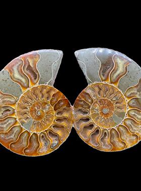 马达加斯加古生物化石斑彩螺菊石切片标本办公家居玄关观赏摆件