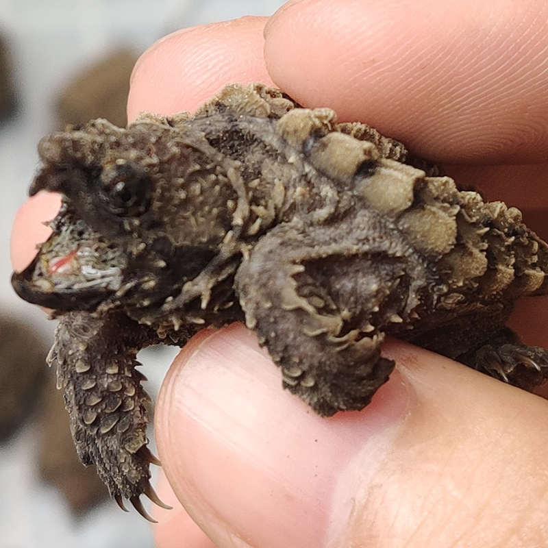 龟刺爆佛原色古文宠物纯之 原色河钓鱼鳄鳄小苗 龟 龟鳄大可选