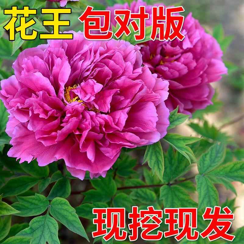 牡丹花苗盆栽洛阳正宗大苗花种