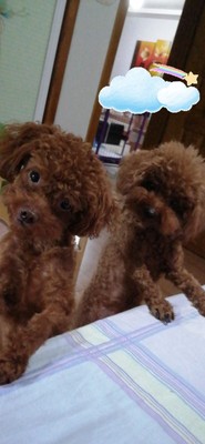 舒华电动E9跑步机怎么样讲一讲体验心得？